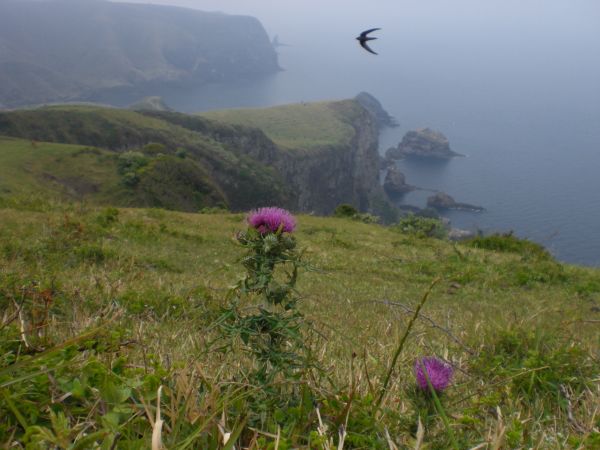 �A�U�~�Ȃ�