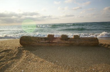 �[���K�Y���̊�